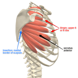 Serratus anterior